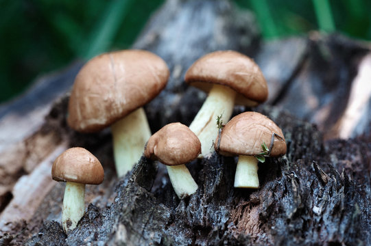 Group of edible forest mushrooms (Suillus luteus)