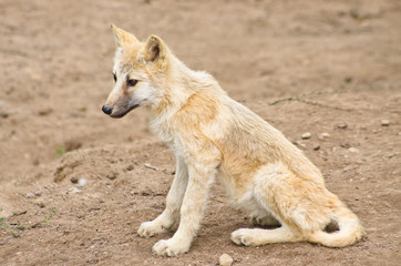 Young polar wolf