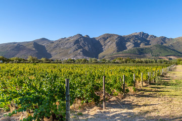 A vineyard in South Africa with mountains behind