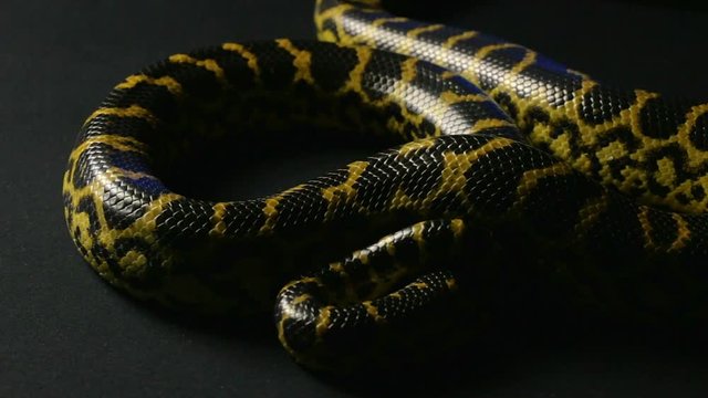 Yellow anaconda in studio