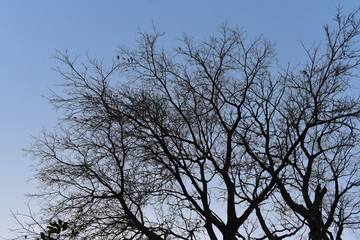 A Tree With No Leafs In Winter