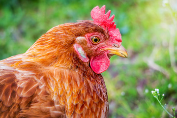 Portrait of  young brown chicken close-up, which looks closely in search of food_