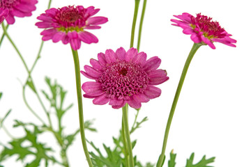 flower on a white background