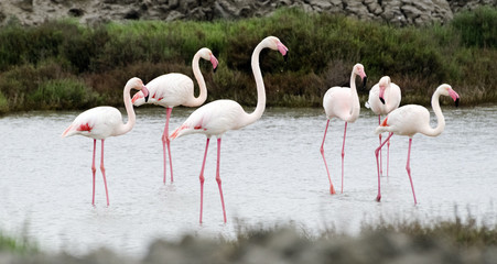 Flamingos in der Camargue