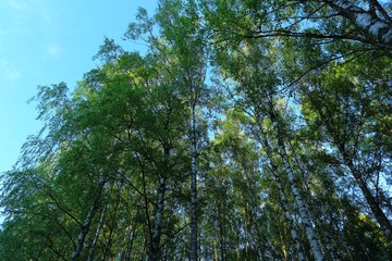 Gorgeous view on blue sky through green tree crowns, Colorful nature background.