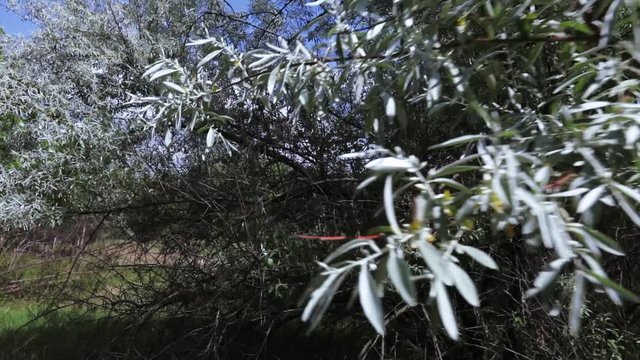 Wild olive tree on nature