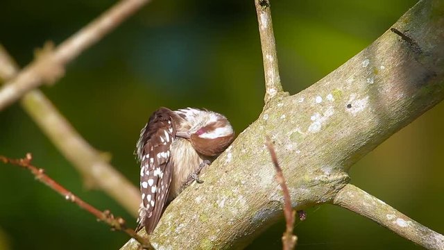 Brown-capped pygmy woodpecker grooming in Bardia national park, Nepal - specie Dendrocopos nanus  family of Picidae
