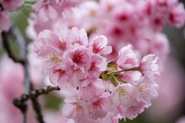 Cherry blossoms at Ueno Park