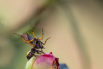 Spider hunting a fly. Dipterous.