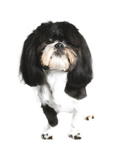  the face of a shihtzu dog sitting on a white background