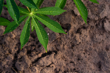  Fresh cassava leaf