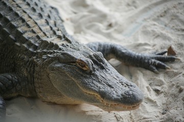 Alligator
