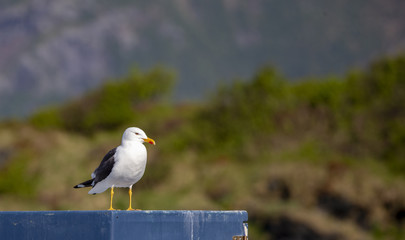 Seagull