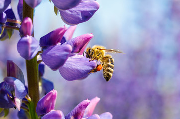 Biene sammelt Nektar auf einer Blume.