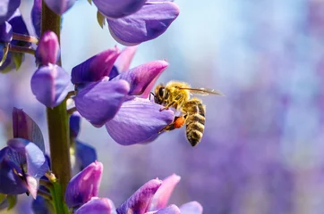 Crédence de cuisine en verre imprimé Abeille L& 39 abeille recueille le nectar sur une fleur.