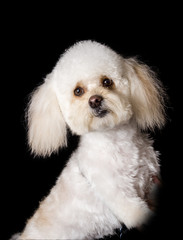 the face of a poodle dog sitting on a black background