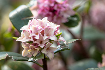 Obraz premium daphne at Ueno Park