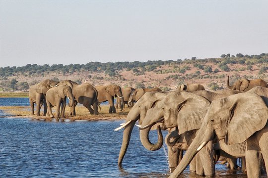 Elephants at the Chobe River in Botswana