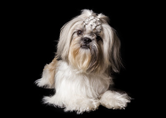  a shihtzu dog lying on a black background