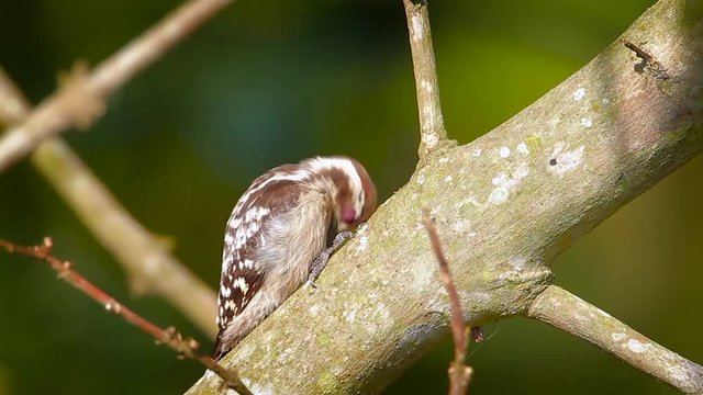 Brown-capped pygmy woodpecker grooming in Bardia national park, Nepal - specie Dendrocopos nanus  family of Picidae