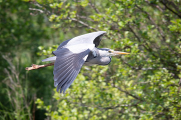 Grey Heron, Ranworth Broad, Norfolk, UK
