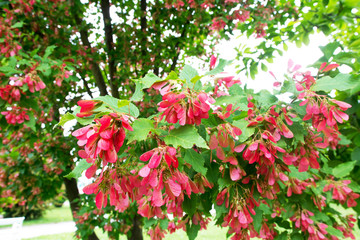 Tatar maple fruits or samaras