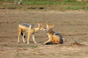 The black-backed jackal (Canis mesomelas) two jackals cleaned each other.