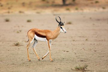 The springbok (Antidorcas marsupialis) adult male in the desert. Antelope on the sand.