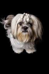  the face of a shihtzu dog standing on a black background