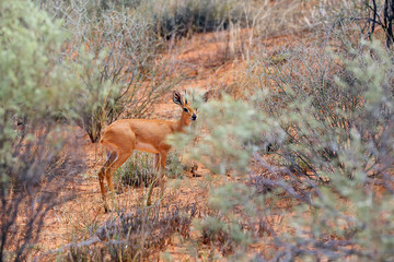The steenbok (Raphicerus campestris) is hidden in bush.