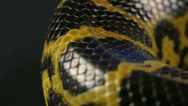 Texture of snakeskin, macro shooting