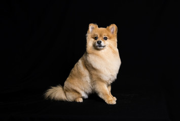 Fototapeta na wymiar a pomeranian dog sitting on a black background