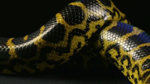 Crawling in knot yellow python