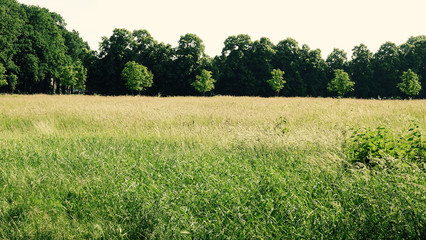 Springtime on a field in Belgium.
