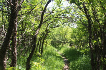 Obraz premium Country Path