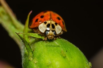 wonderful and colorful world of insects