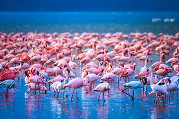 Türaufkleber Flamingo Vögel Afrikas. Kenia. Schwarm Flamingos. Afrikanischer Flamingo. Reise nach Kenia. Safari mit Tieren. Nakuru-See.