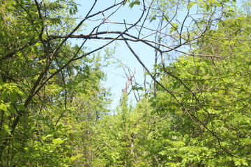 Forest View