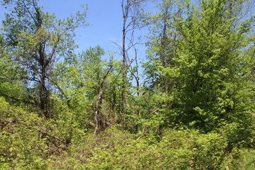Fototapeta premium Forest View