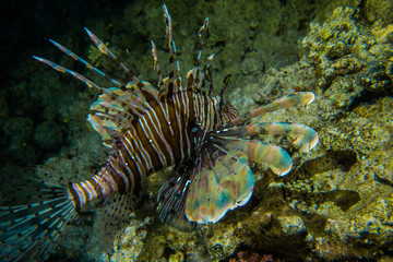 lionfish