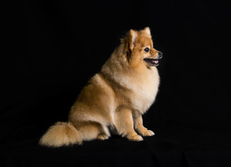 a pomeranian dog sitting on a black background