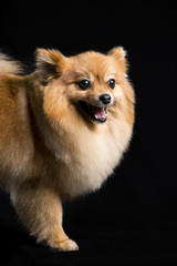  the face of a pomeranian dog standing on a black background