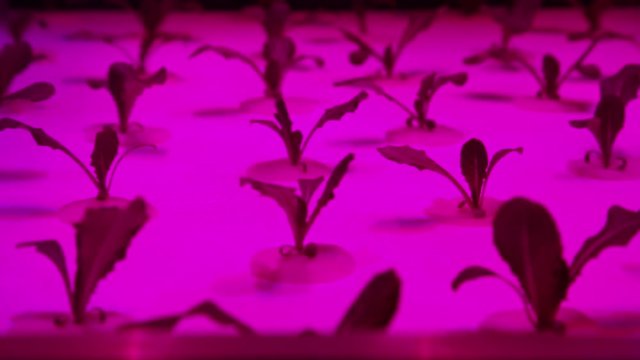Greenhouse with ultraviolet lamps for plant growth. Cultivation of plants under red ultraviolet light