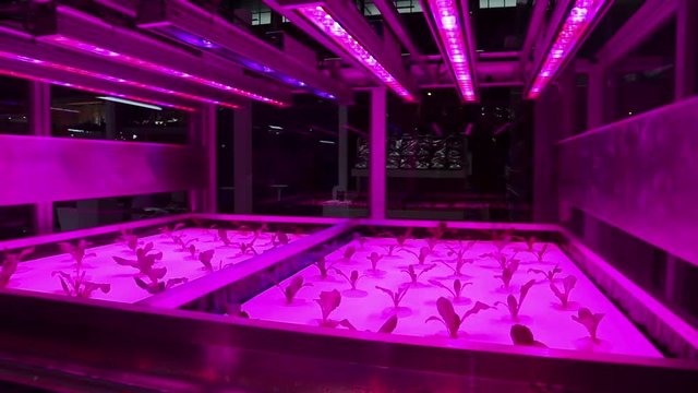 Cultivation of plants under ultraviolet light. Hothouse with ultraviolet lamps for plant growth