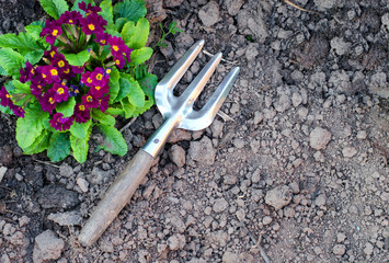 Old garden fork on the ground. Flower violet
