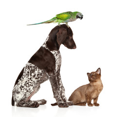 Group of pets on a white background