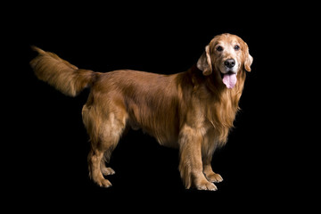 a golden dog standing on a black background