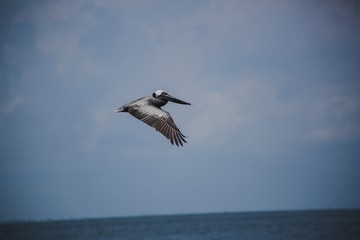 Fototapeta na wymiar Pelican flying 