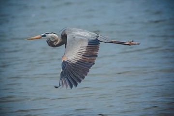 Flying heron