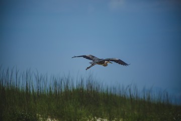 Heron 